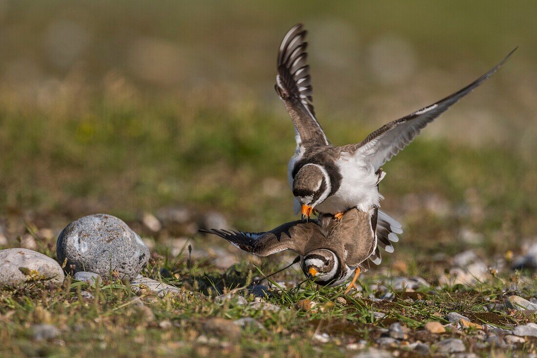 France,Somme,Bay of the Somme,Cayeux-sur-mer,The Hâble d'Ault,Great Plover (Charadrius hiaticula) mating in the spring