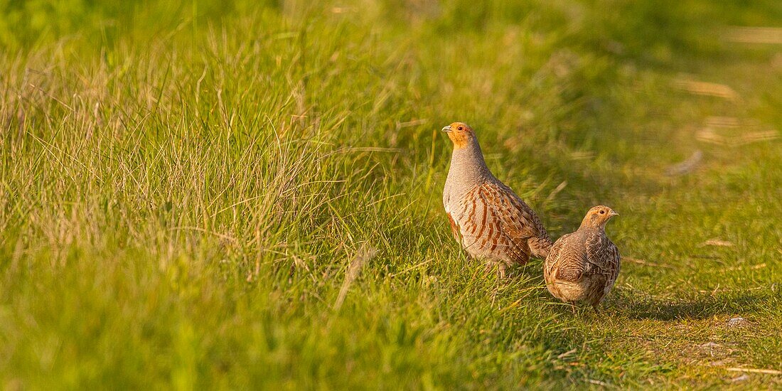 France,Somme,Baie de Somme,Cayeux sur Mer,the Hâble d'Ault,Gray Partridge (Perdix perdix)