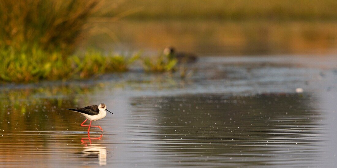 France,Somme,Baie de Somme,Natural Reserve of the Baie de Somme,Le Crotoy,White Stilt (Himantopus himantopus Black winged Stilt)