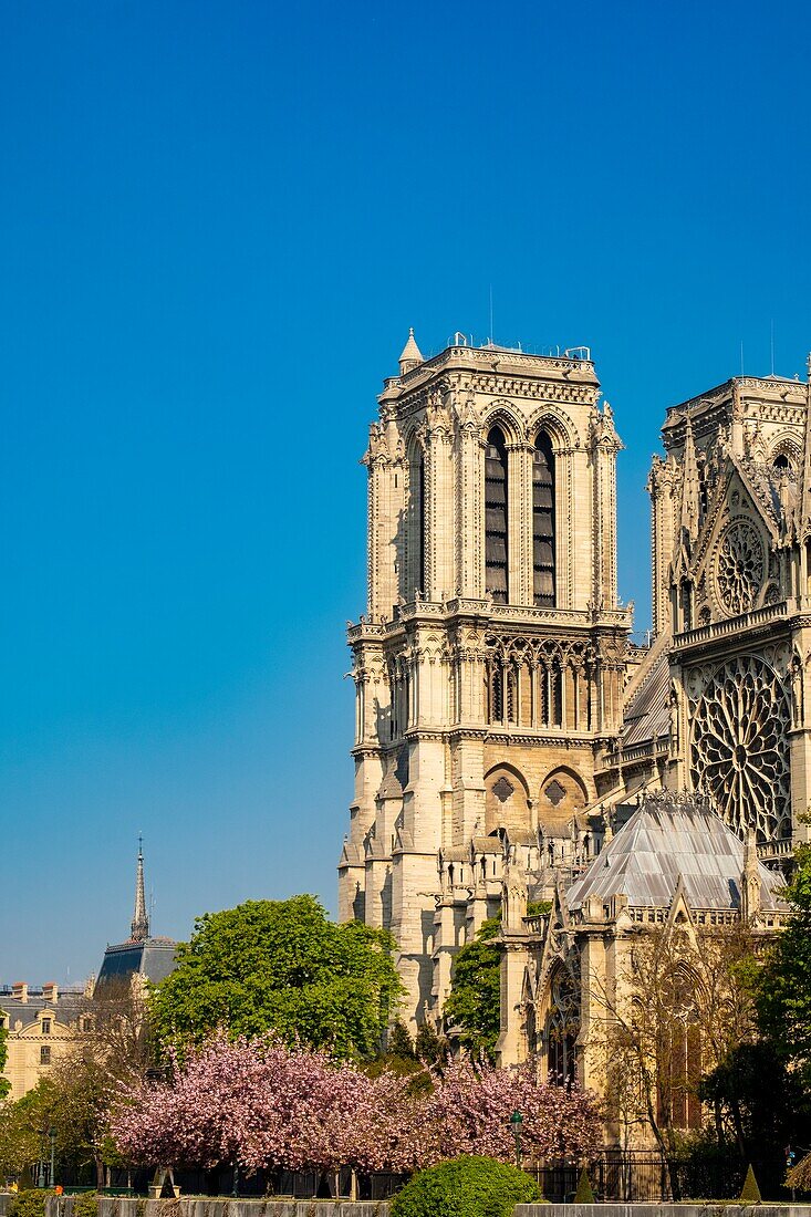 Frankreich,Paris,Ile de la Cité,Notre-Dame de Paris Kathedrale mit Kirschblüten im Frühling