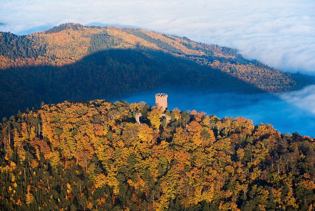 France,Haut Rhin,Ribeauville,Haut Ribeaupierre castle (aerial view)