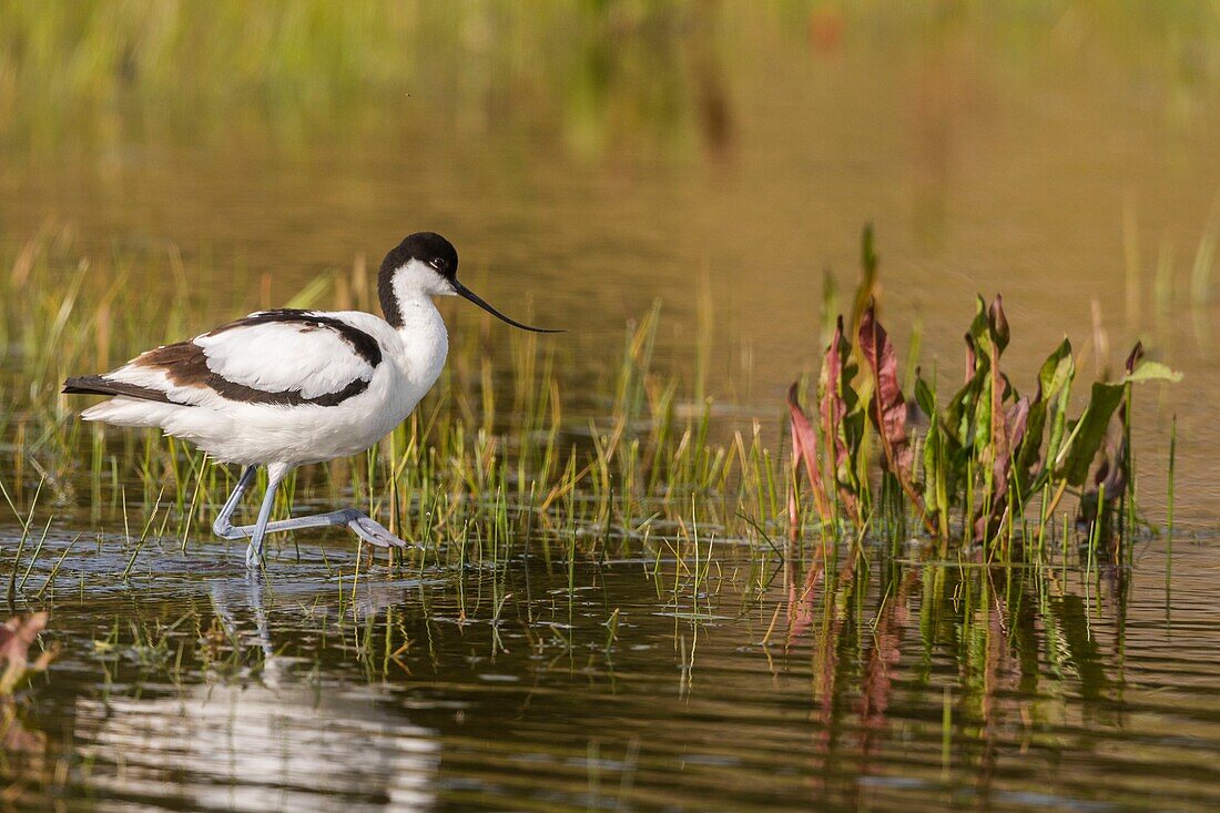 Frankreich,Somme,Baie de Somme,Naturschutzgebiet der Baie de Somme,Ornithologischer Park Marquenterre,Saint Quentin en Tourmont,Säbelschnäbler (Recurvirostra avosetta)