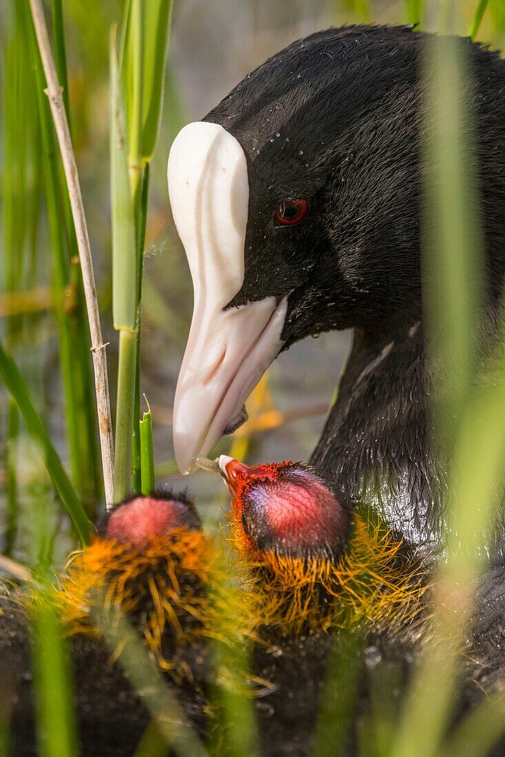 France,Somme,Bay of Somme,Natural Reserve of the Bay of Somme,Saint-Quentin-en-Tourmont,Marquenterre Ornithological Park,Coot (Fulica atra - Eurasian Coot): feeding of young brood by the adults who seek plants at the bottom of the water for their chicks or give them insects and larvae