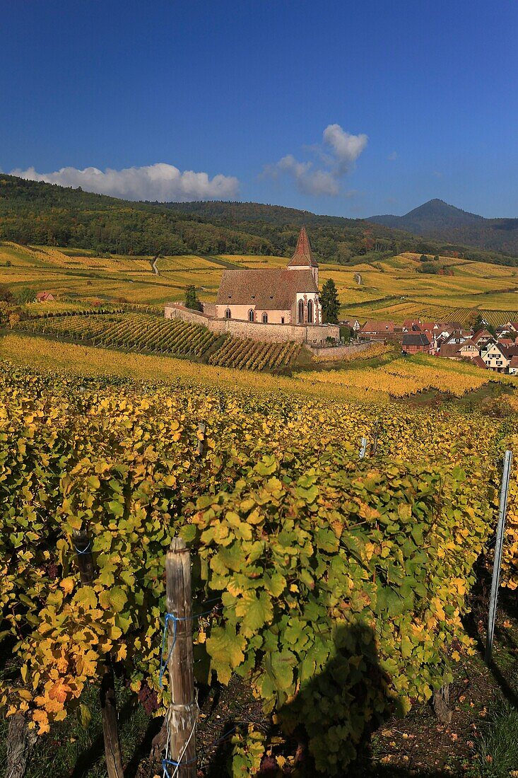 Frankreich,Haut Rhin,Route des Vins d'Alsace,Hunawihr Dorf und seine befestigte Kirche Saint Jacques le Majeur aus dem 14. Jahrhundert umgeben von Weinbergen,Es wird als eines der schönsten Dörfer Frankreichs bezeichnet