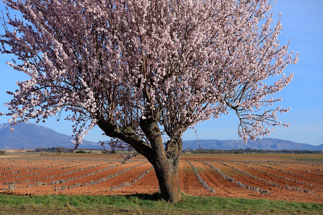 France,Alpes de Haute Provence,Verdon Regional Nature Park,Plateau de Valensole,Valensole,lavender and almond blossom field
