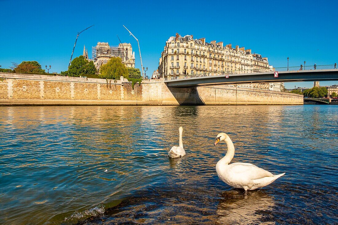 France,Paris,area listed as World Heritage by UNESCO,swans and the Ile de la Cite with Notre Dame de Paris