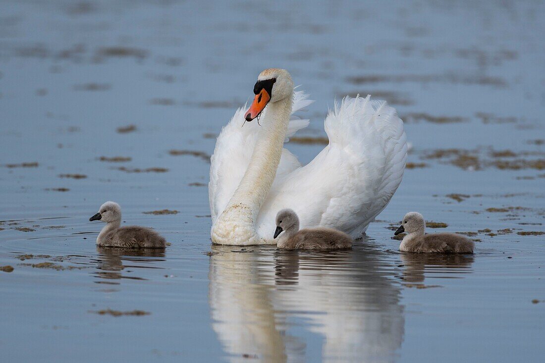 France,Somme,Somme Bay,Crotoy Marsh,Mute Swan Family (Cygnus olor - Mute Swan) with babies