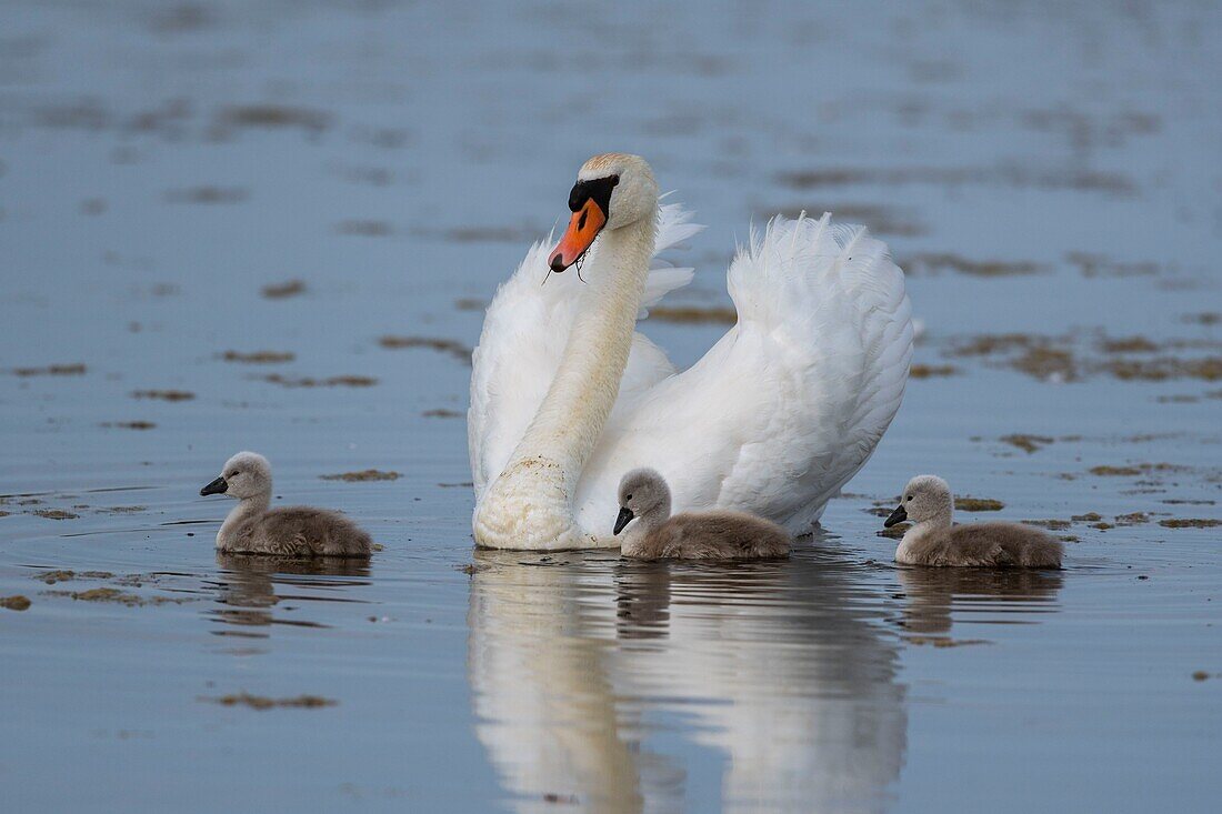 Frankreich,Somme,Somme Bay,Crotoy Marsh,Höckerschwanfamilie (Cygnus olor - Höckerschwan) mit Babys