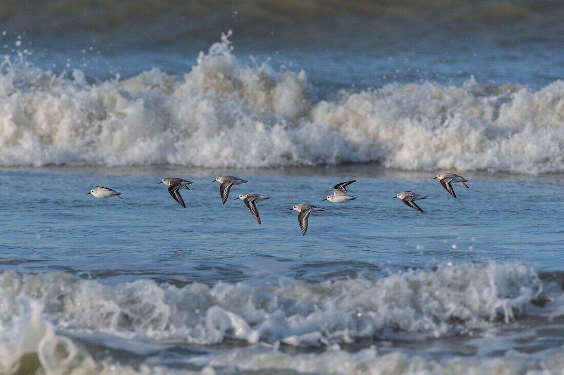 France,Somme,Picardy Coast,Quend-Plage,Sanderling in flight (Calidris alba ) along the beach