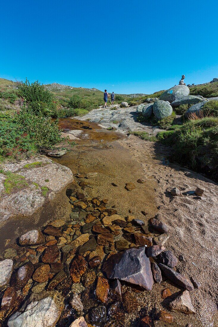 France,Corse du Sud,Alta Rocca region,mountain bogs locally called pozzines on the plateau of Cuscionu