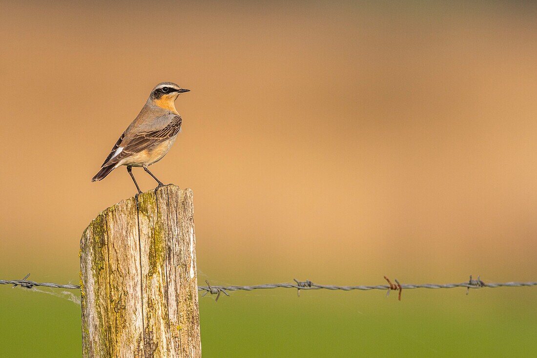 France,Somme,Baie de Somme,The Hâble d'Ault,Cayeux sur Mer,Wheatear (Oenanthe oenanthe Northern Wheatear)