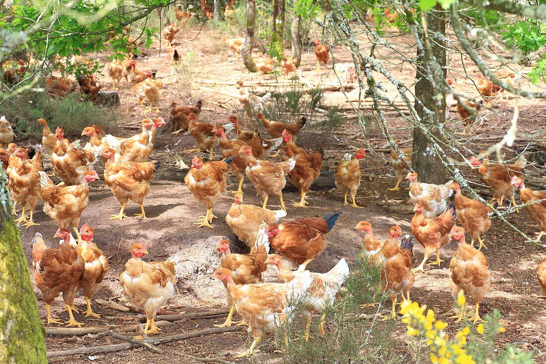 Frankreich,Landes,Landes de Gascogne,Carcen Ponson,gelbe Hühner der Landes in Freiheit gezüchtet (rotes Etikett)