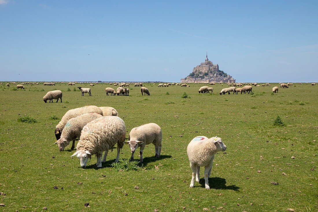 Frankreich,Manche,Bucht von Mont Saint-Michel,von der UNESCO zum Weltkulturerbe erklärt,Schafe auf Salzwiesen in der Bucht von Mont-Saint-Michel