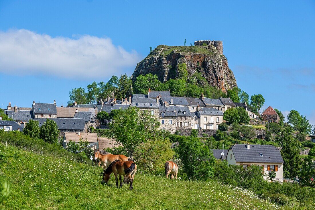 France,Cantal,Regional Natural Park of the Auvergne Volcanoes,monts du Cantal (Cantal mounts),vallee de Cheylade (Cheylade valley),Apchon,the village and the castle ruins located on top of a basaltic dyke