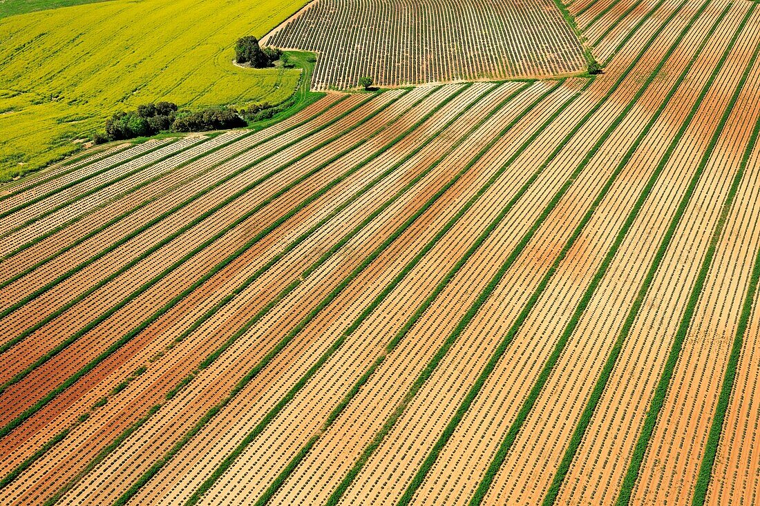 France,Alpes de Haute Provence,Verdon Regional Nature Park,Valensole plateau,towards Valensole,lavender field (aerial view)