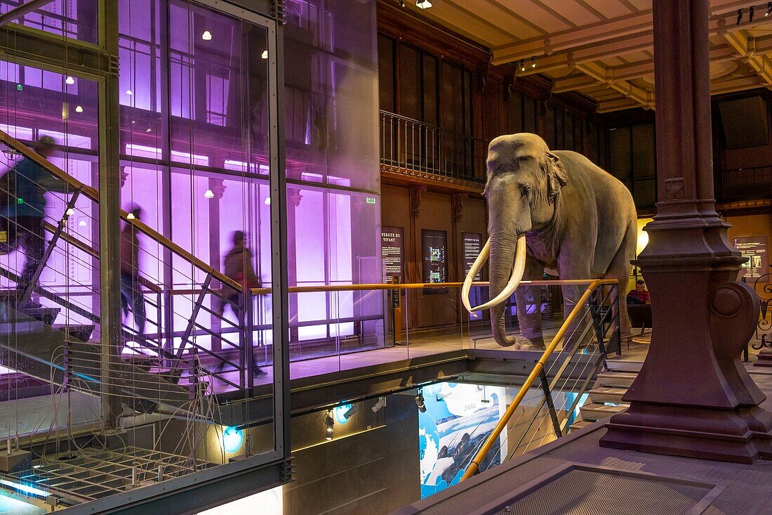 France,Paris,Museum National d'Histoire naturelle (national museum of natural history),La Grande Galerie de l'Evolution (evolution gallery) by the architect Paul Chemetov,scenography Rene Allio