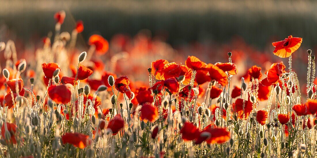 France,Somme,Bay of the Somme,Noyelles-sur-mer,Field of poppies in the Bay of Somme