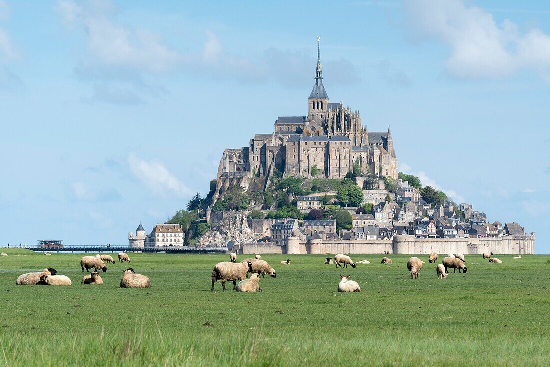 France,Manche,Mont Saint Michel Bay listed as World Heritage by UNESCO,Abbey of Mont Saint Michel,salt meadow,sheep