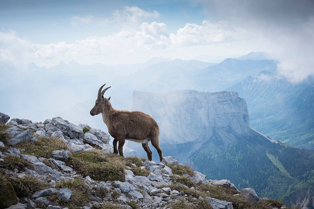 France,Drome,Vercors Regional Nature Park,Gresse en Vercors,hike to Grand Veymont highest peak of the massif,young ibex in front of Mont Aiguille