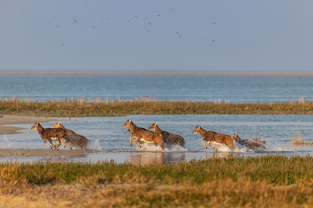 France,Somme,Bay of Somme,Natural Reserve of the Bay of Somme,Le Crotoy,Mouflons (Corsican Mouflon,Ovis orientalis musimon) having found refuge in the natural reserve in the Bay of Somme a day of hunting,the mouflons were introduced in the 1980s for hunting and eco grazing in a private area near the reserve