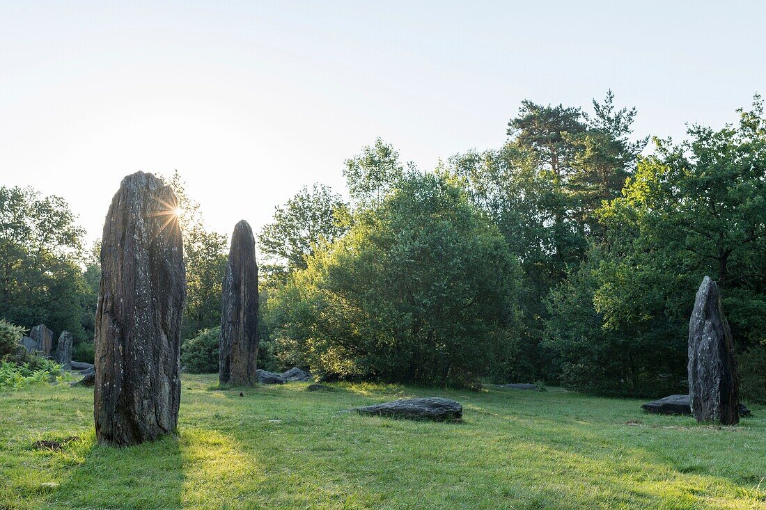 France,Morbihan,Monteneuf,the megalithic domain of the Straight stones at sunrise