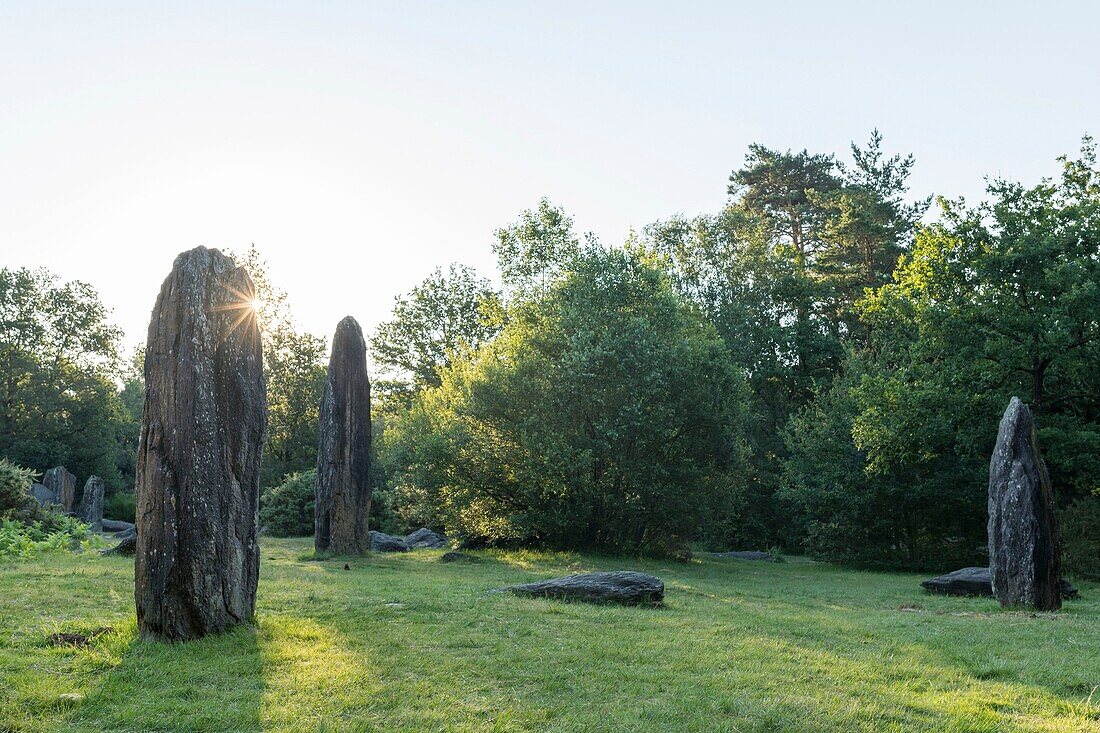 Frankreich,Morbihan,Monteneuf,die megalithische Domäne der geraden Steine bei Sonnenaufgang