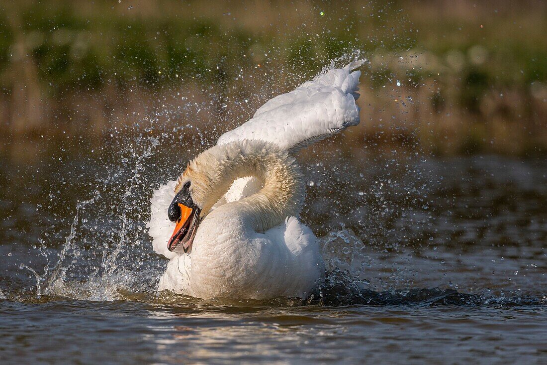 France,Somme,Baie de Somme,Baie de Somme Nature Reserve,Marquenterre Ornithological Park,Saint Quentin en Tourmont,Mute Swan (Cygnus olor Mute Swan) bath (toilet)