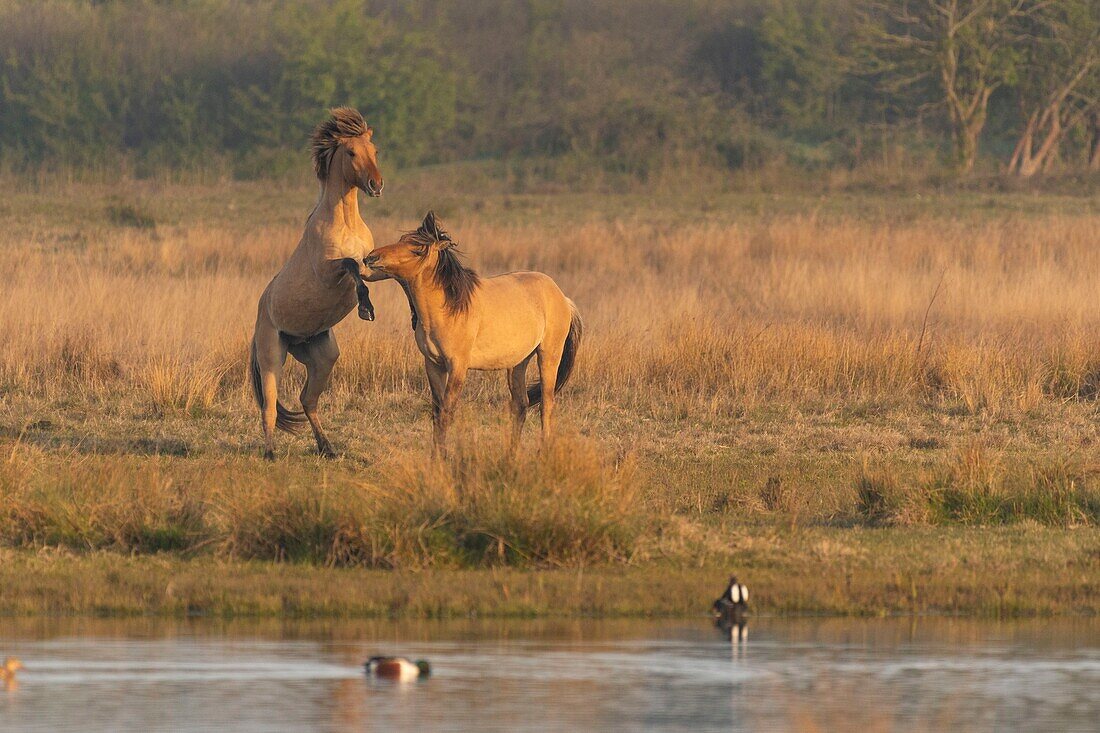 France,Somme,Baie de Somme,Le Crotoy,Henson horses in the Crotoy marsh in the Baie de Somme,this rustic and well adapted horse race was created by the breeders of the Baie de Somme