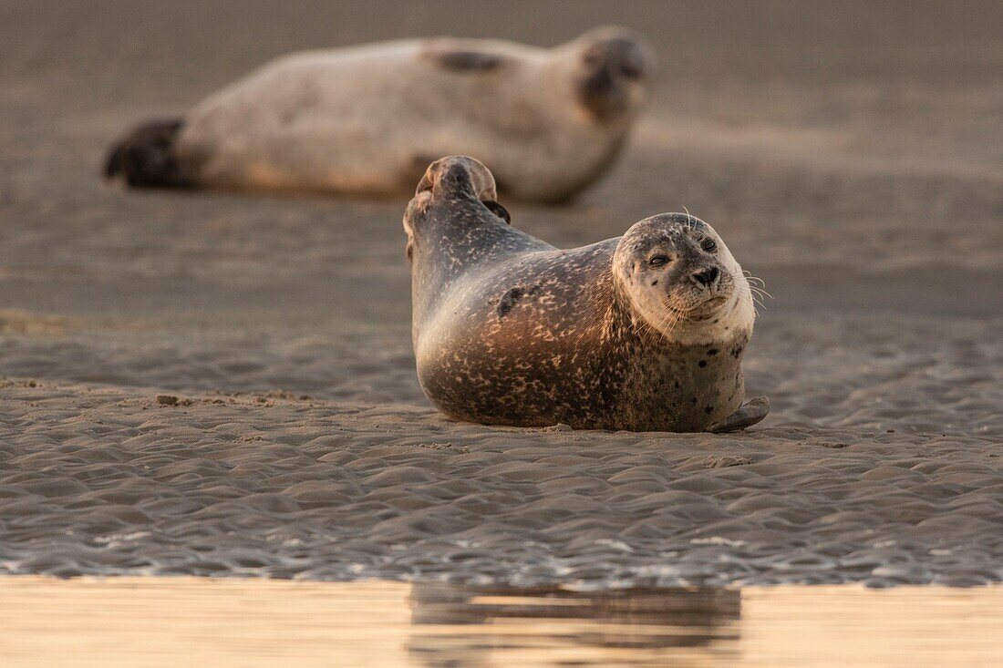 France,Pas de Calais,Cote d'Opale,Authie Bay,Berck sur mer,common seal (Phoca vitulina) resting on sandbanks at low tide