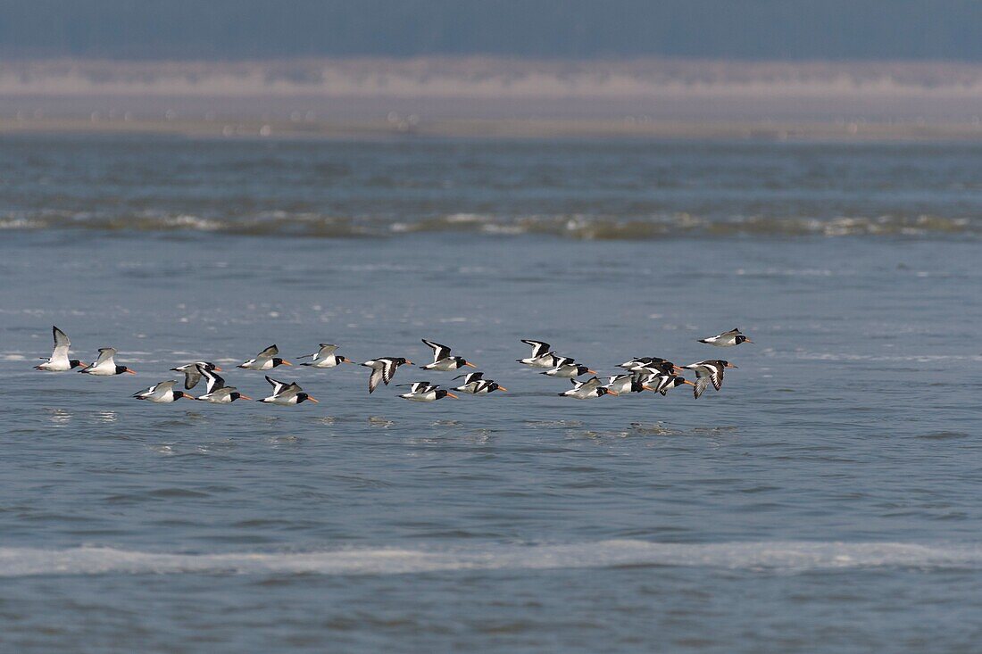 France,Somme,Baie de Somme,Oystercatcher (Haematopus ostralegus Eurasian Oystercatcher) flight dislodged by the rising tide