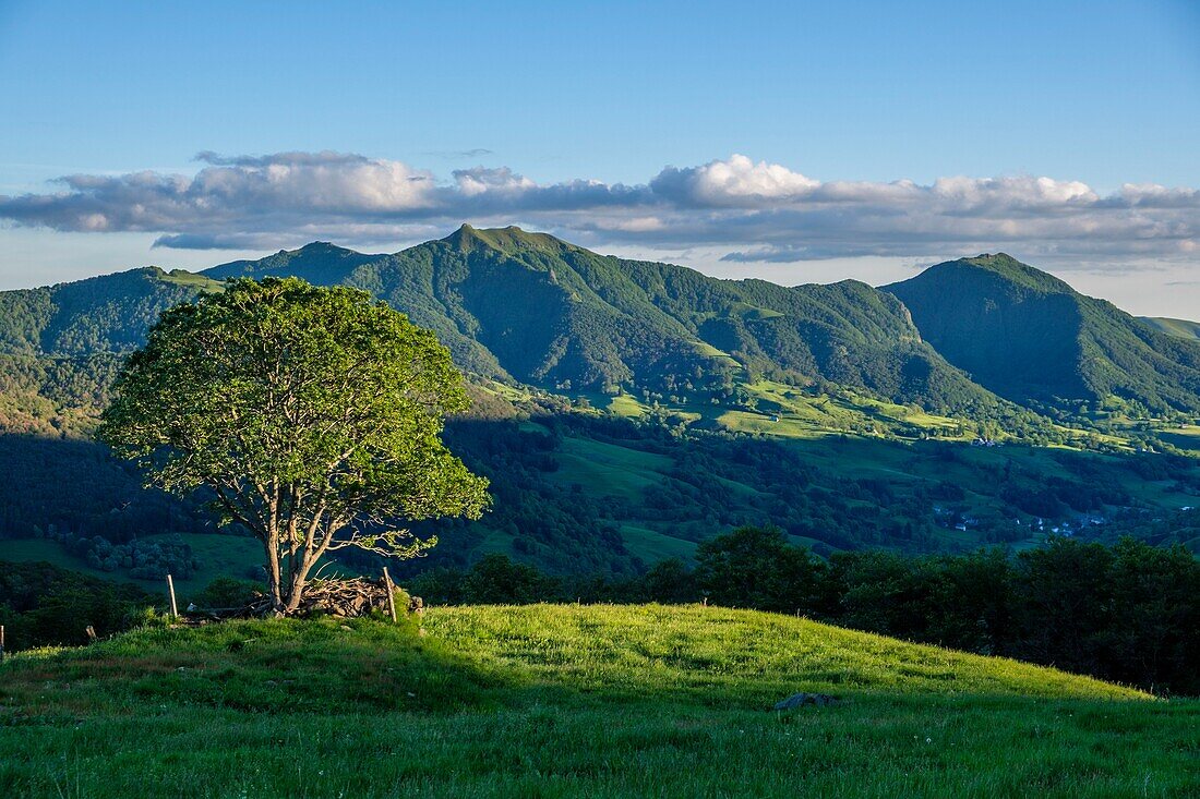 France,Cantal,Regional Natural Park of the Auvergne Volcanoes,monts du Cantal,Cantal mounts,vallee de Mandailles (Mandailles valley),puy of Usclade and puy of Elanceze