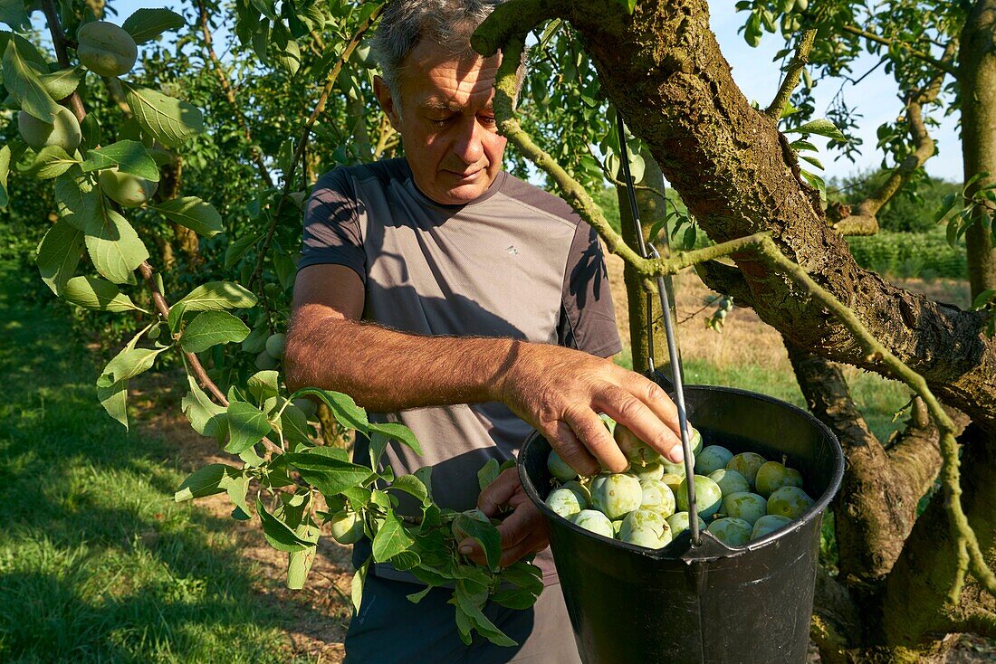France,Tarn et Garonne,Sainte Thecle,Pierre Billard farm,producer of plums Queen Claude,certified red label,harvest
