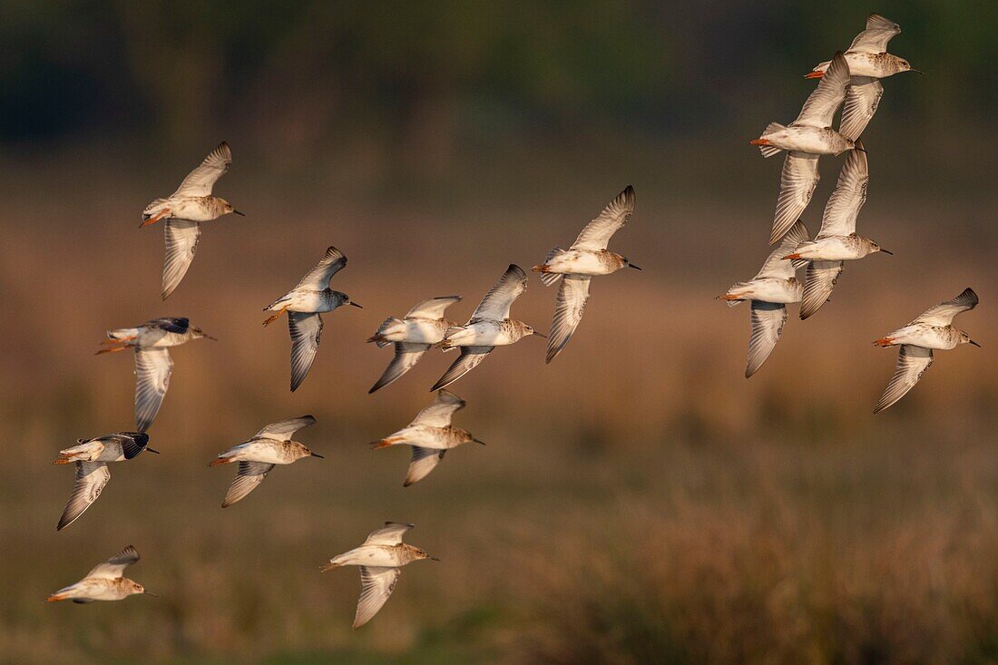 Frankreich,Somme,Baie de Somme,Le Crotoy,Kampfläufer (Philomachus pugnax) im Sumpf