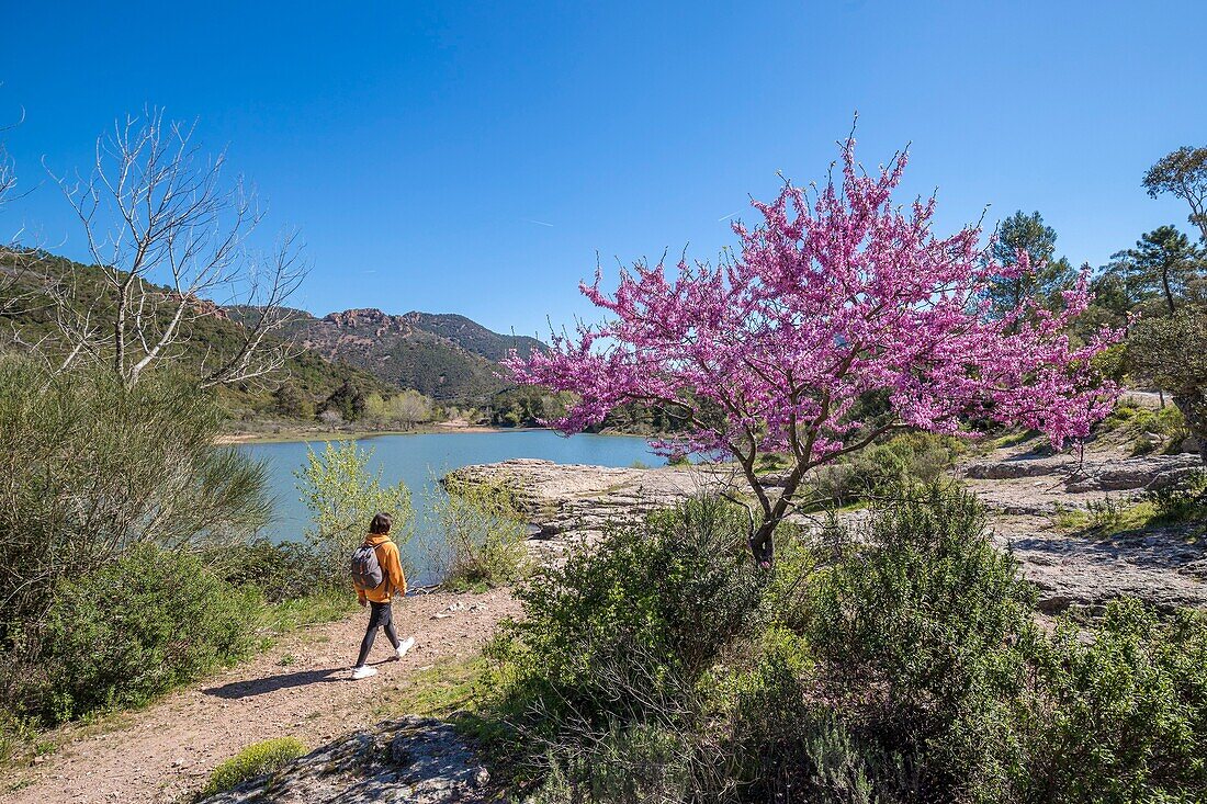 Frankreich,Var,Saint Raphael,Esterel-Massiv,blühender Judasbaum (Cercis siliquastrum) in der Nähe des Sees von Grenouillet in der Schlucht von Gratadis