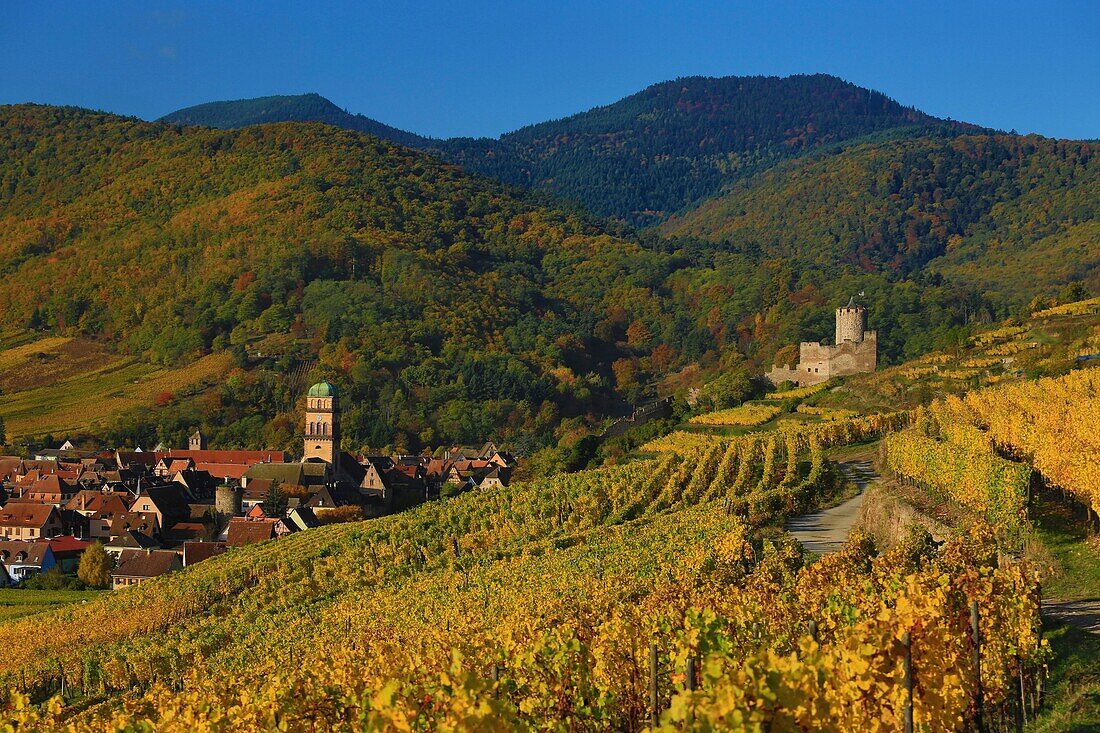 France,Haut Rhin,Route des Vins d'Alsace,Kaysersberg,the vineyard and the Holy Cross Church,The city is located at the mouth of the Weiss valley in the plain of Alsace,at the entrance to the valleys of Lapoutroie and Orbey,It is dominated by two mountains,one of which is crowned by the ruins of Schlossberg