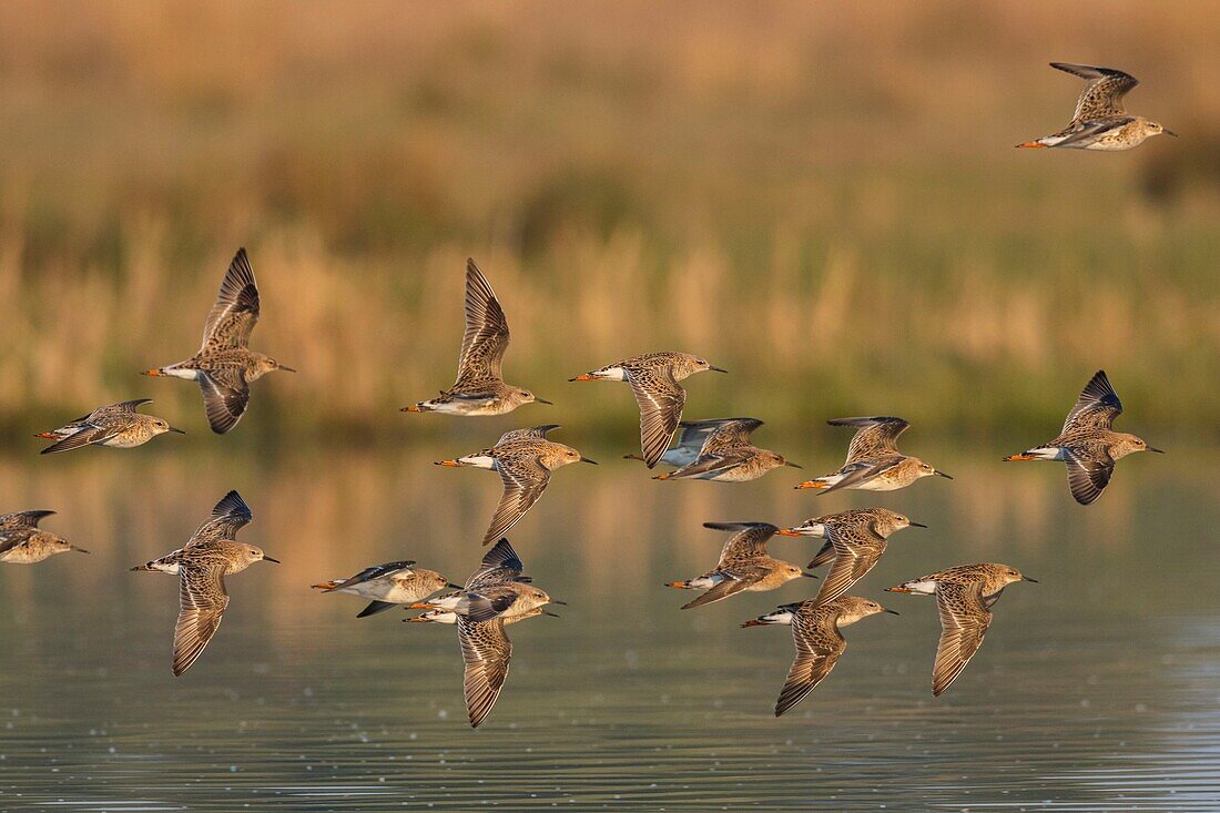 France,Somme,Baie de Somme,Le Crotoy,ruffs (Philomachus pugnax) in the marsh