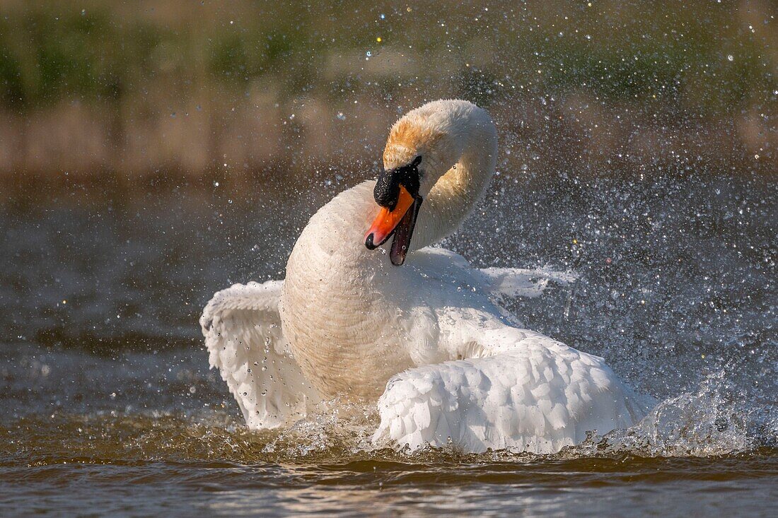 France,Somme,Baie de Somme,Baie de Somme Nature Reserve,Marquenterre Ornithological Park,Saint Quentin en Tourmont,Mute Swan (Cygnus olor Mute Swan) bath (toilet)