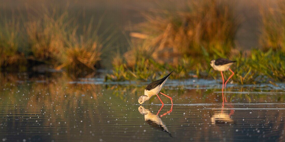 France,Somme,Baie de Somme,Natural Reserve of the Baie de Somme,Le Crotoy,White Stilt (Himantopus himantopus Black winged Stilt)