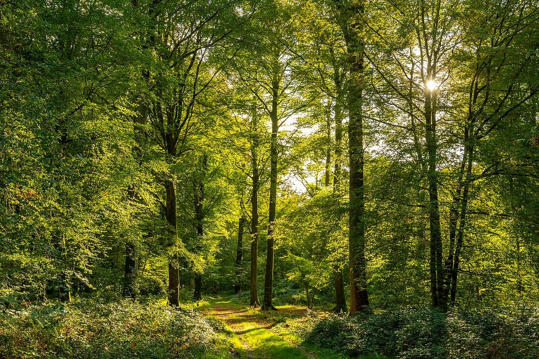 Frankreich,Somme,Wald von Crécy,Crécy-en-Ponthieu,Der Wald von Crécy und seine Buchen, die für die Qualität ihres Holzes berühmt sind (Die Weißbuche von Crécy), Frühherbst