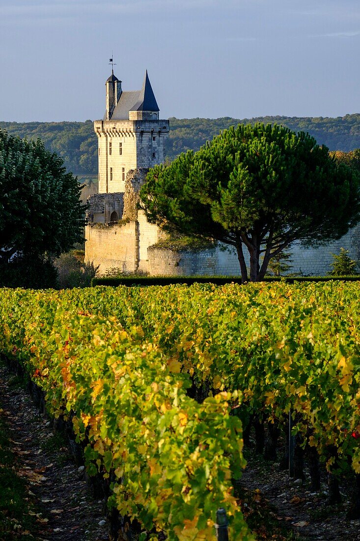 Frankreich,Indre et Loire,Loire-Tal, das von der UNESCO zum Weltkulturerbe erklärt wurde,der Weinberg von Chinon und im Hintergrund das Schloss von Chinon