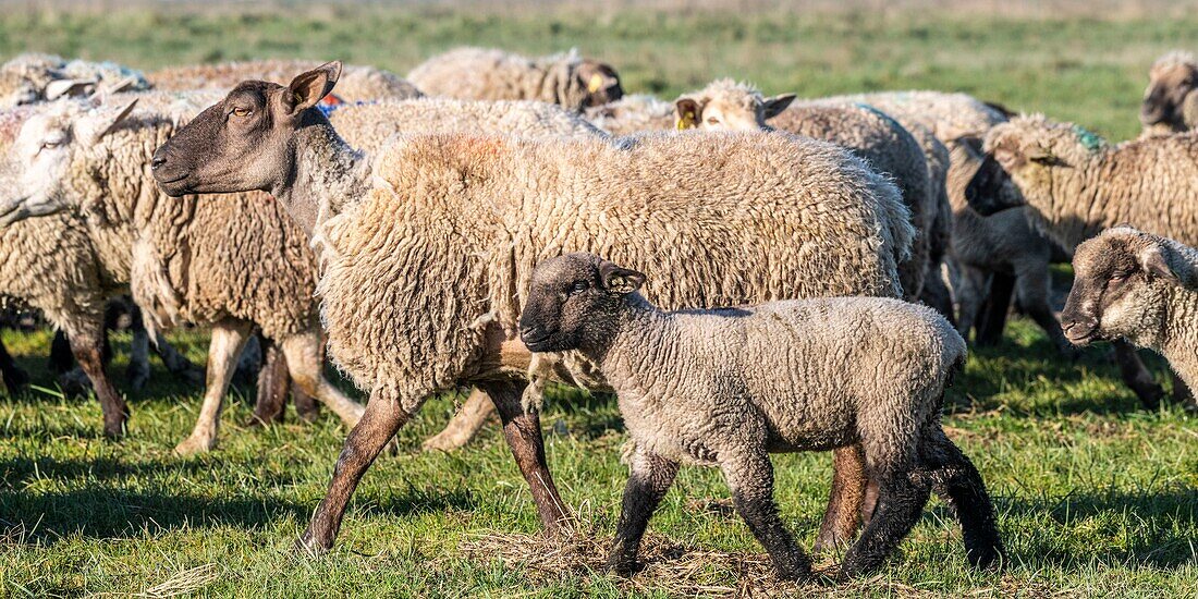 France,Somme,Baie de Somme,Le Crotoy,salt meadow sheep in the Baie de Somme in spring,at this time of year,sheep still have their wool and lambs are still small,a few goats accompany the flock to guide him in the meadows