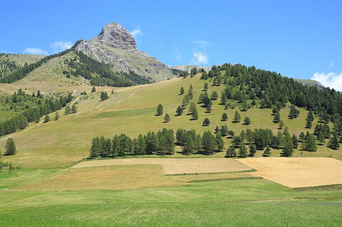 Frankreich,Hautes Alpes,Haut Champsaur,Ancelle,Getreidefelder