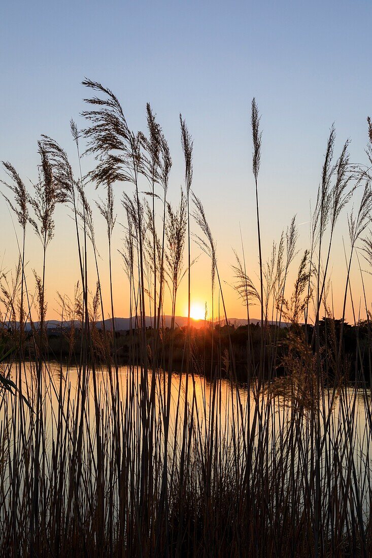 France,Var,Frejus,district of Saint Aygulf,Conservatoire du Littoral,protected natural area,wetland of the etangs de Villepey,reed