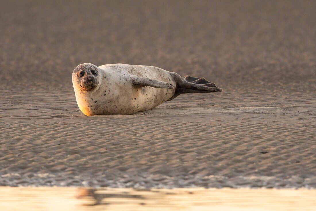 France,Pas de Calais,Cote d'Opale,Authie Bay,Berck sur mer,common seal (Phoca vitulina) resting on sandbanks at low tide