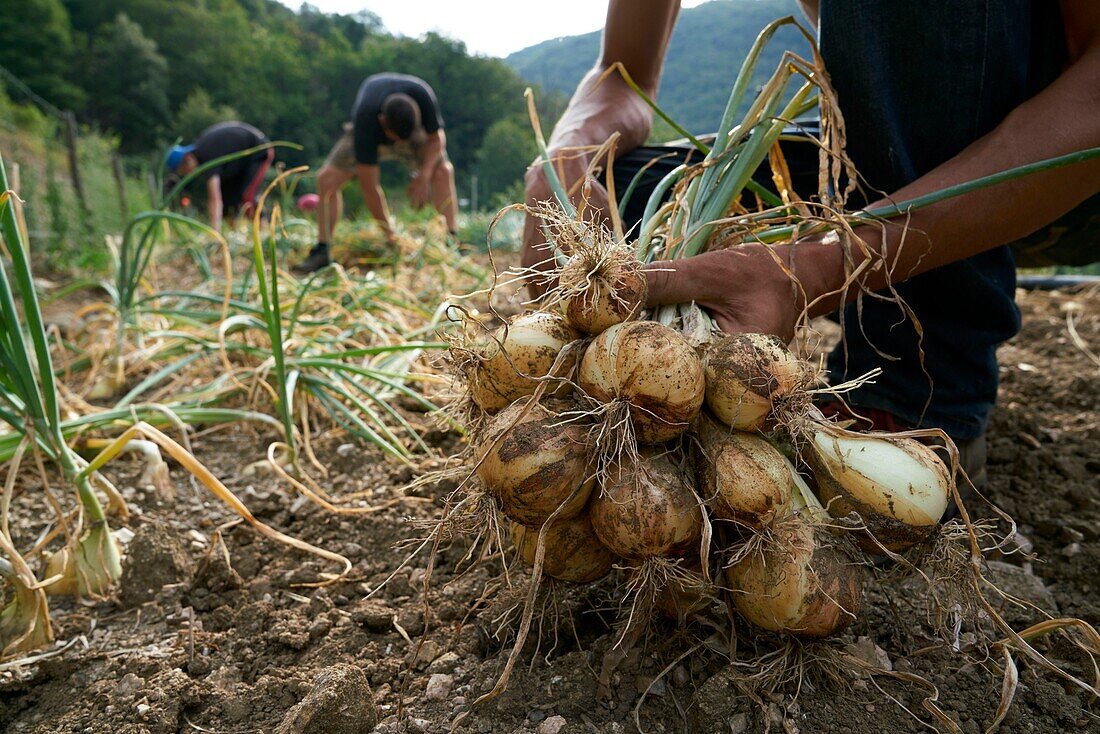 France,Gard,Sumene,hamlet of Sanissas,establishment Fesquet,producer of Cevennes onions,labeled AOP and AOC,manual harvest