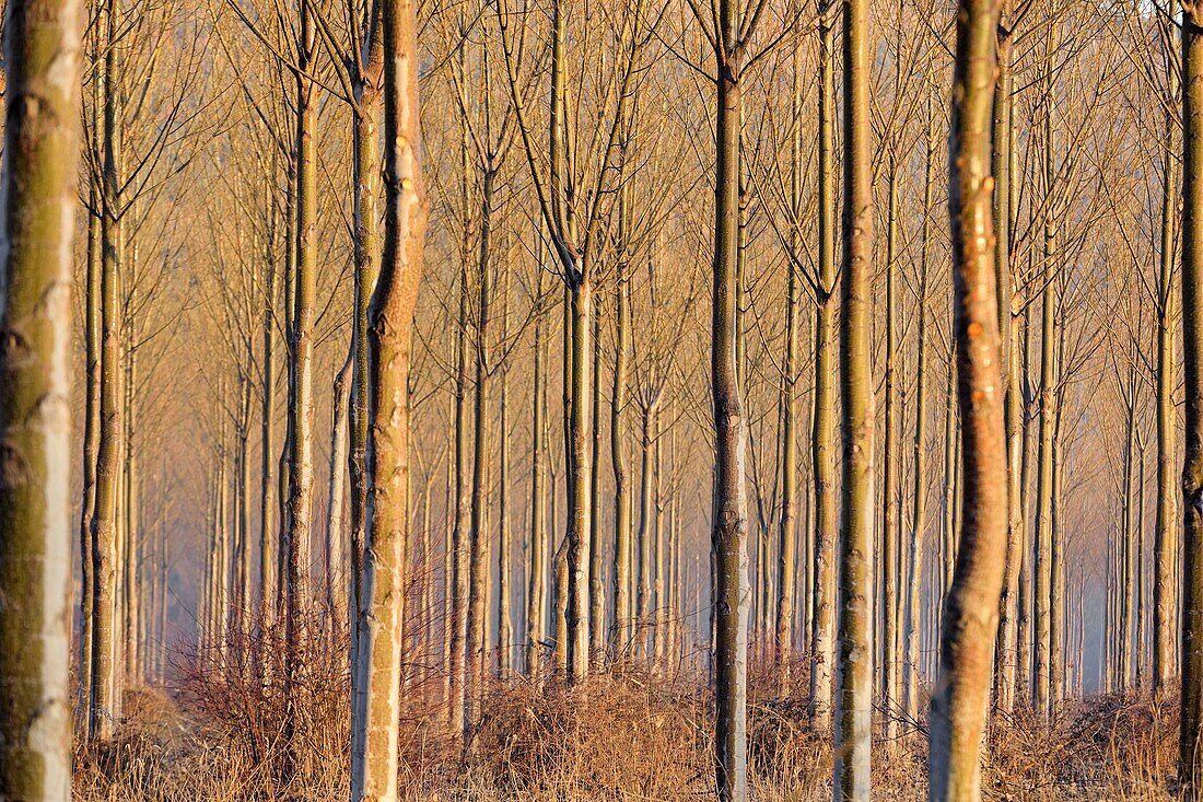 France,Vaucluse,Regional Natural Park of the Luberon,Vallee de la Durance,Beaumont de Pertuis