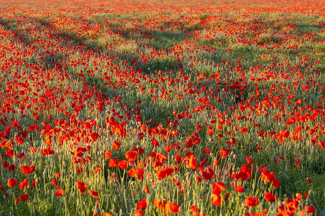 France,Somme,Bay of the Somme,Noyelles-sur-mer,Field of poppies in the Bay of Somme