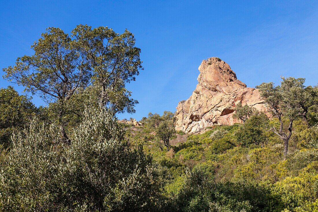 France,Var,Frejus,Esterel Massif,Mount Vinaigre,red rhyolite rock dome of volcanic origin