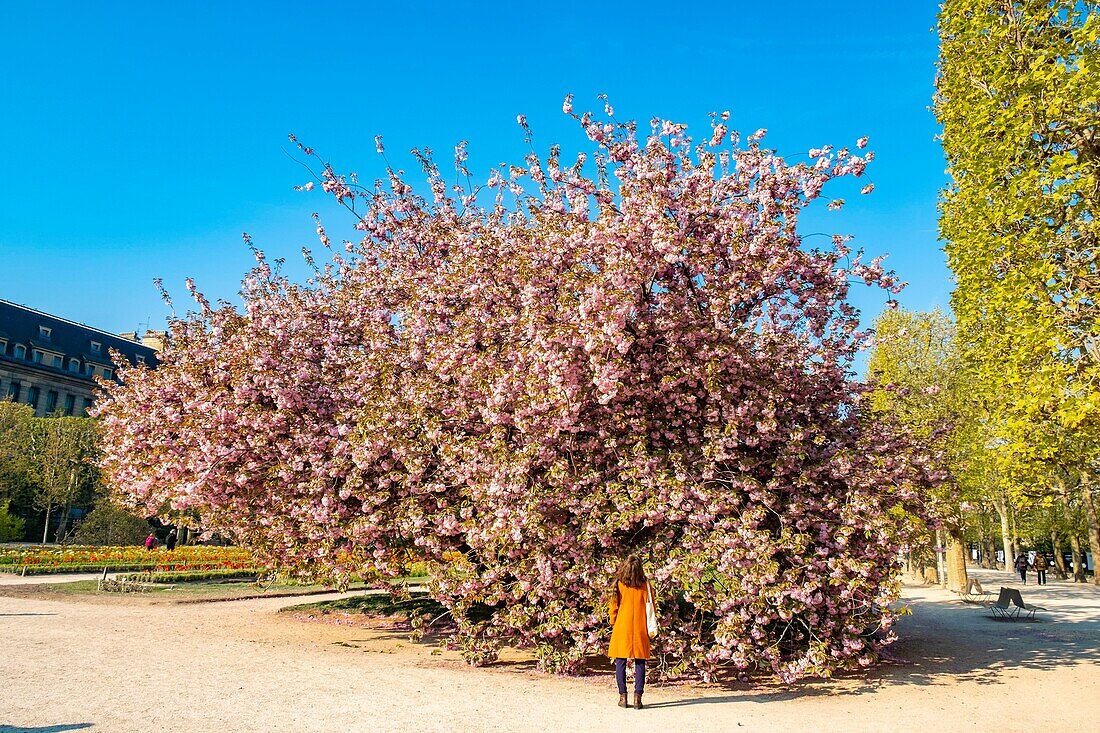 France,Paris,the Jardin des Plantes with a blossoming Japanese cherry tree (Prunus serrulata) in the foreground