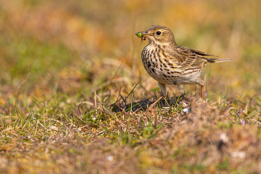 France,Somme,Baie de Somme,Cayeux sur Mer,The hâble d'Ault,Meadow pipit (Anthus pratensis Meadow Pipit)